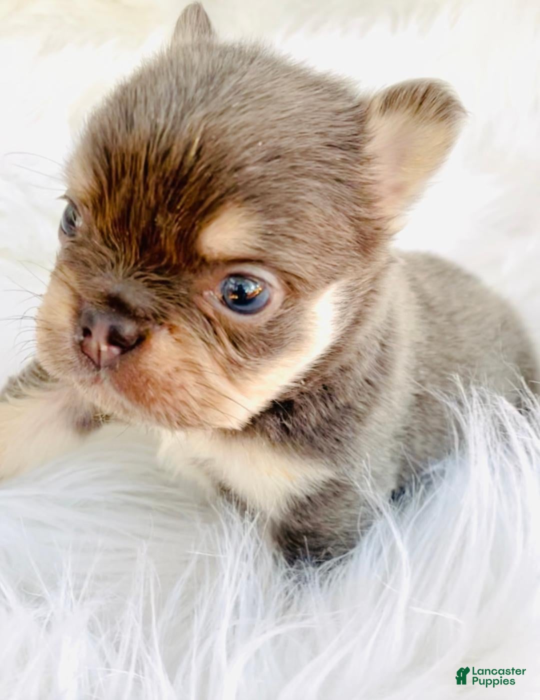 French Bulldog dogs FLUFFY MINI French Bulldog Puppy 1 - Ad 14