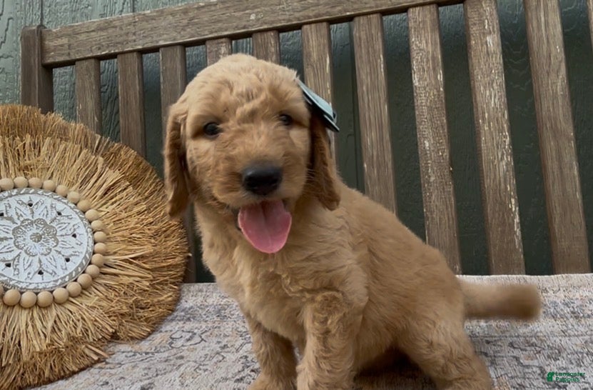 Goldendoodle dogs Odessa - Ad 1