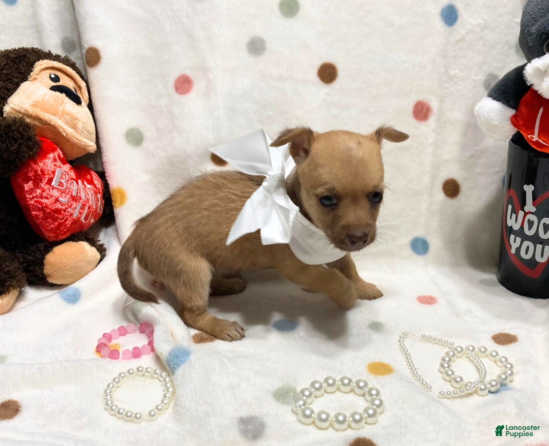 Chihuahua dogs for sale: Lola - Ad 4