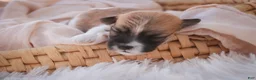 Havanese dogs for sale: Graham Havanese  - Ad 6