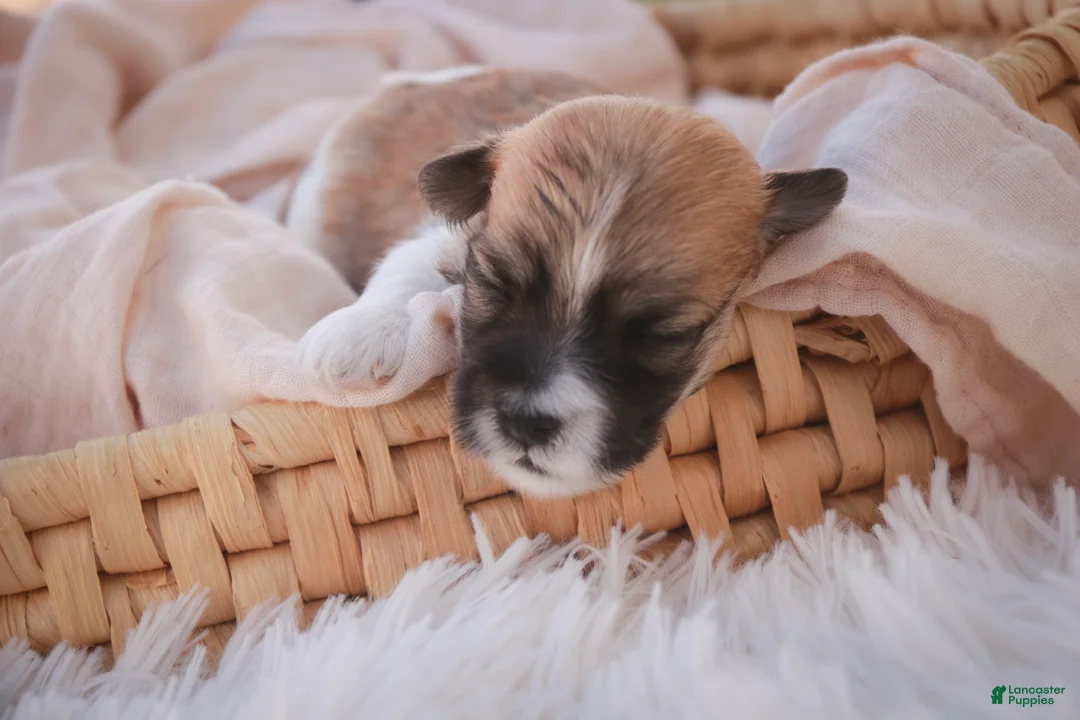Havanese dogs for sale: Graham Havanese  - Ad 6