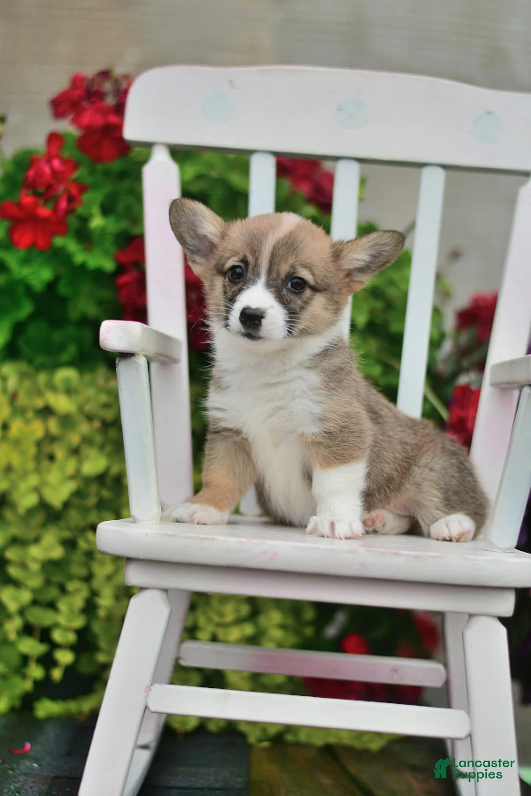 Gallery Image {{count}}