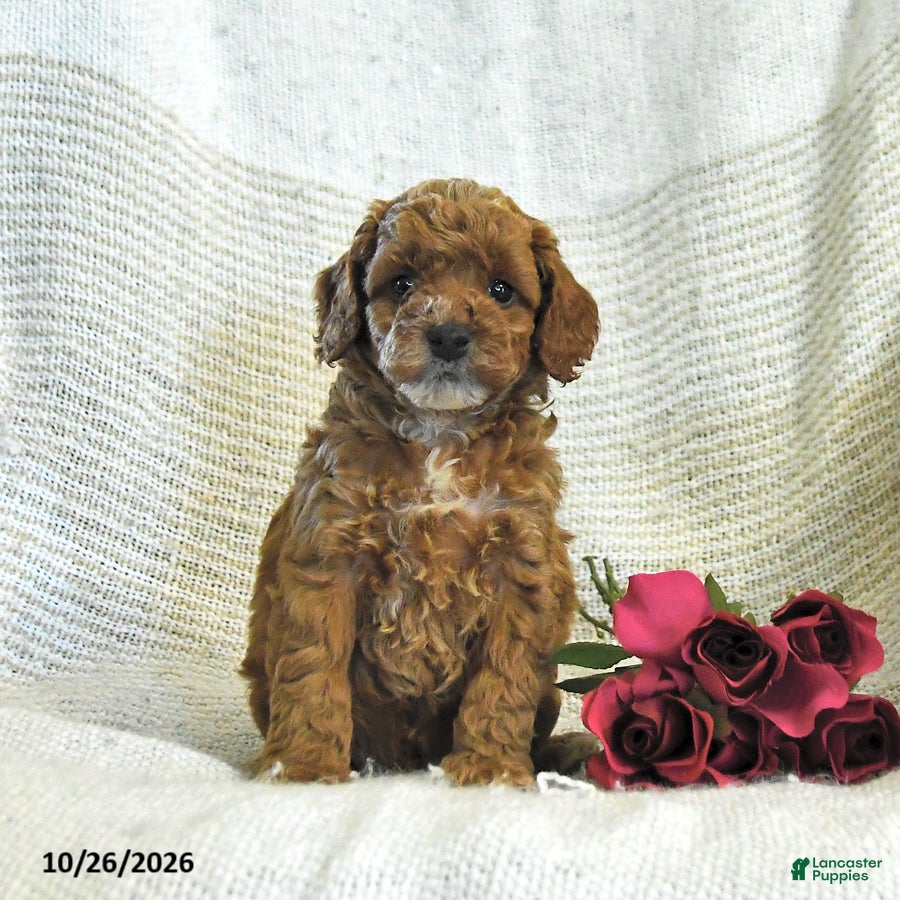 Cockapoo dogs for sale: Carter - Ad 2