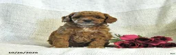 Cockapoo dogs for sale: Carter - Ad 2
