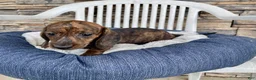 Miniature Dachshund dogs for sale: Miniature Dachshund 3 - Ad 5