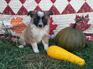 Mixed Breed dogs - Ad 7