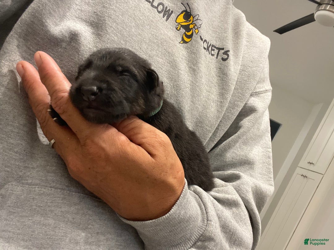 German Shepherd dogs for sale: Sugar/purple collar - Ad 29