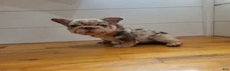 French Bulldog dogs for sale: Pinkers - Ad 5