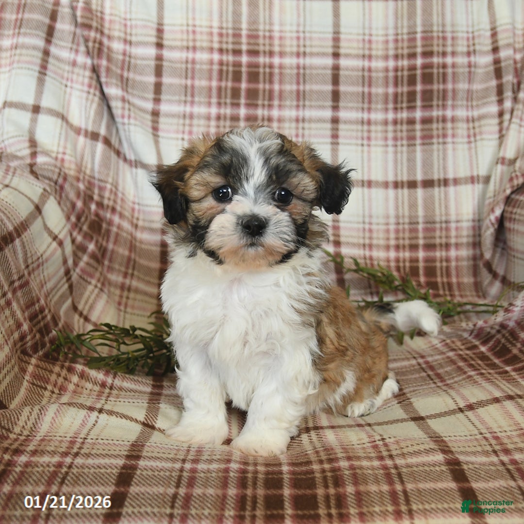 Teddy Bear dogs for sale: North - Ad 3