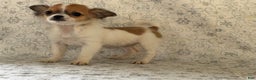 Chihuahua dogs for sale: Sweetpea - Ad 4