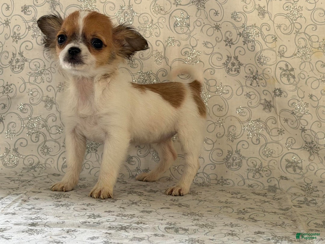 Chihuahua dogs for sale: Sweetpea - Ad 4