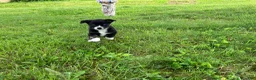Mixed Breed dogs for sale: Little Guy - Ad 7