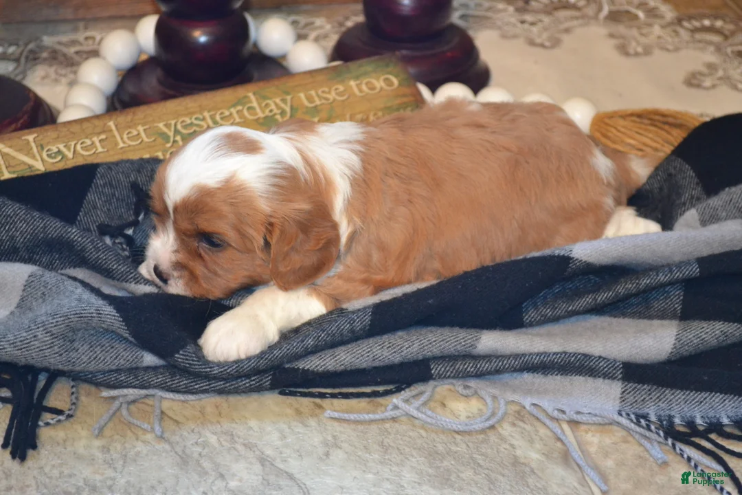 Cavapoo dogs for sale: Kenny - Ad 1