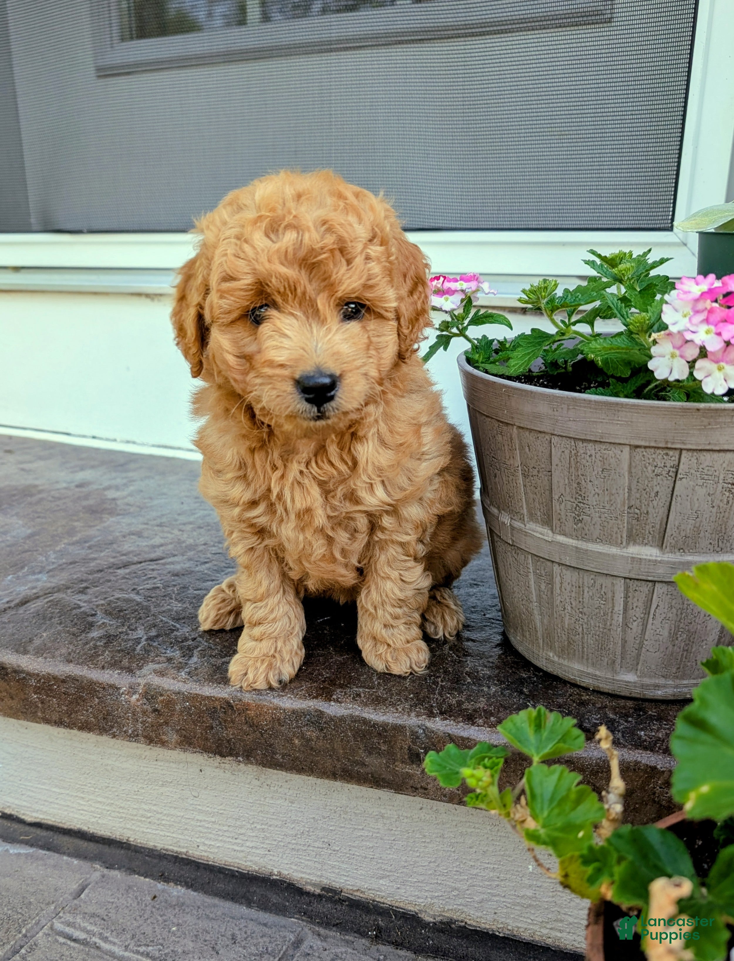 Mini Goldendoodle dogs Poppy - Ad 2