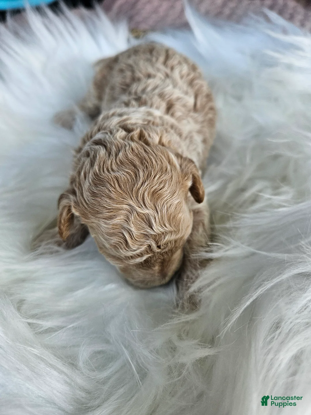 Cavapoo dogs for sale: Winston - Ad 4