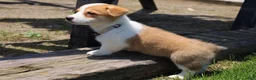Welsh Corgi Pembroke dogs for sale: Zoey - Ad 4