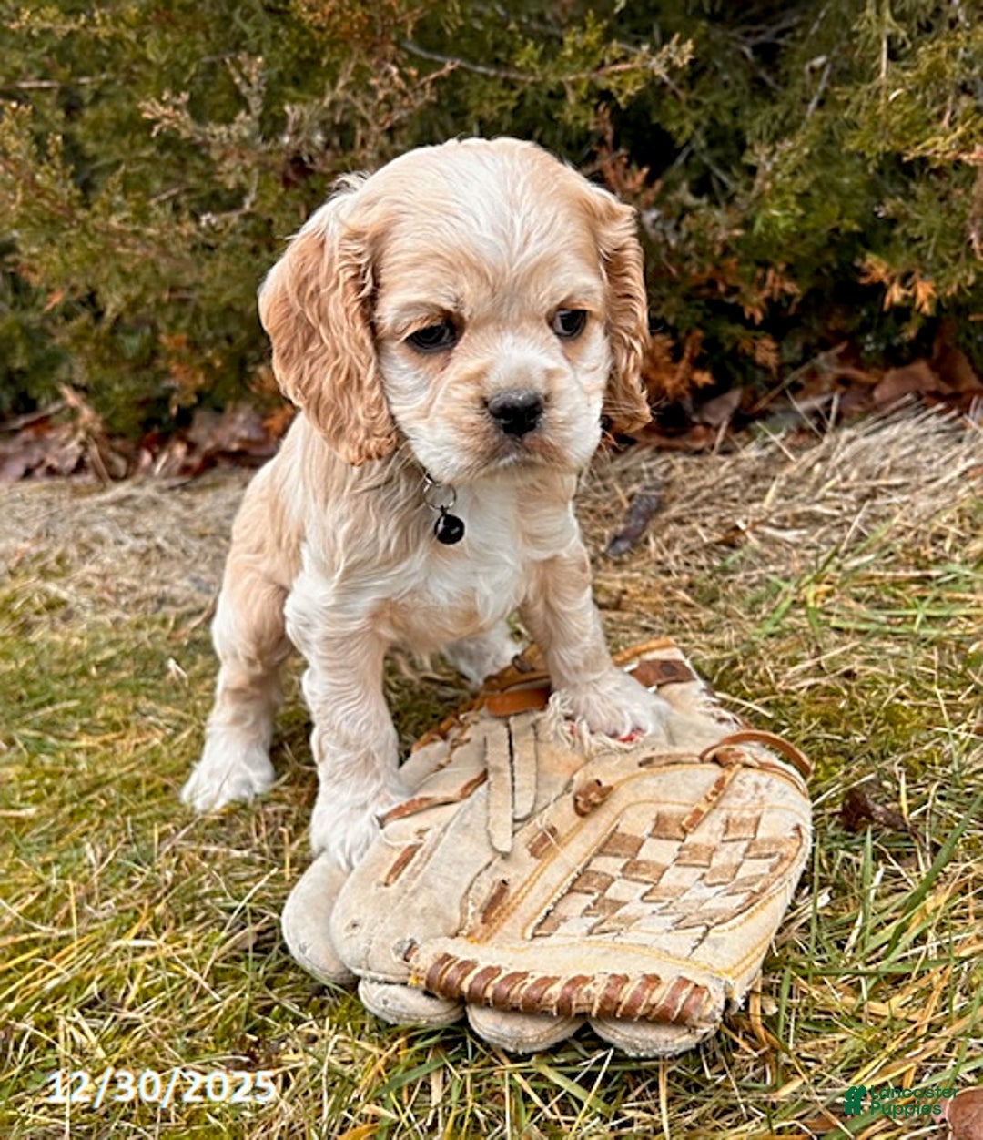 Cocker Spaniel dogs for sale: Zander - Ad 3