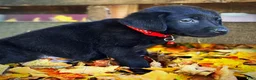 Labrador Retriever dogs for sale: Labrador Retriever 1 - Ad 11