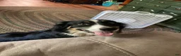 Australian Shepherd dogs for sale: Blossom 🌸  - Ad 9