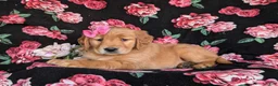 Golden Retriever dogs for sale: Lydia - Ad 6
