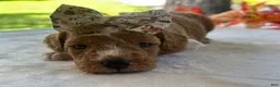 Mini Goldendoodle dogs for sale: Rain Bow - Ad 2