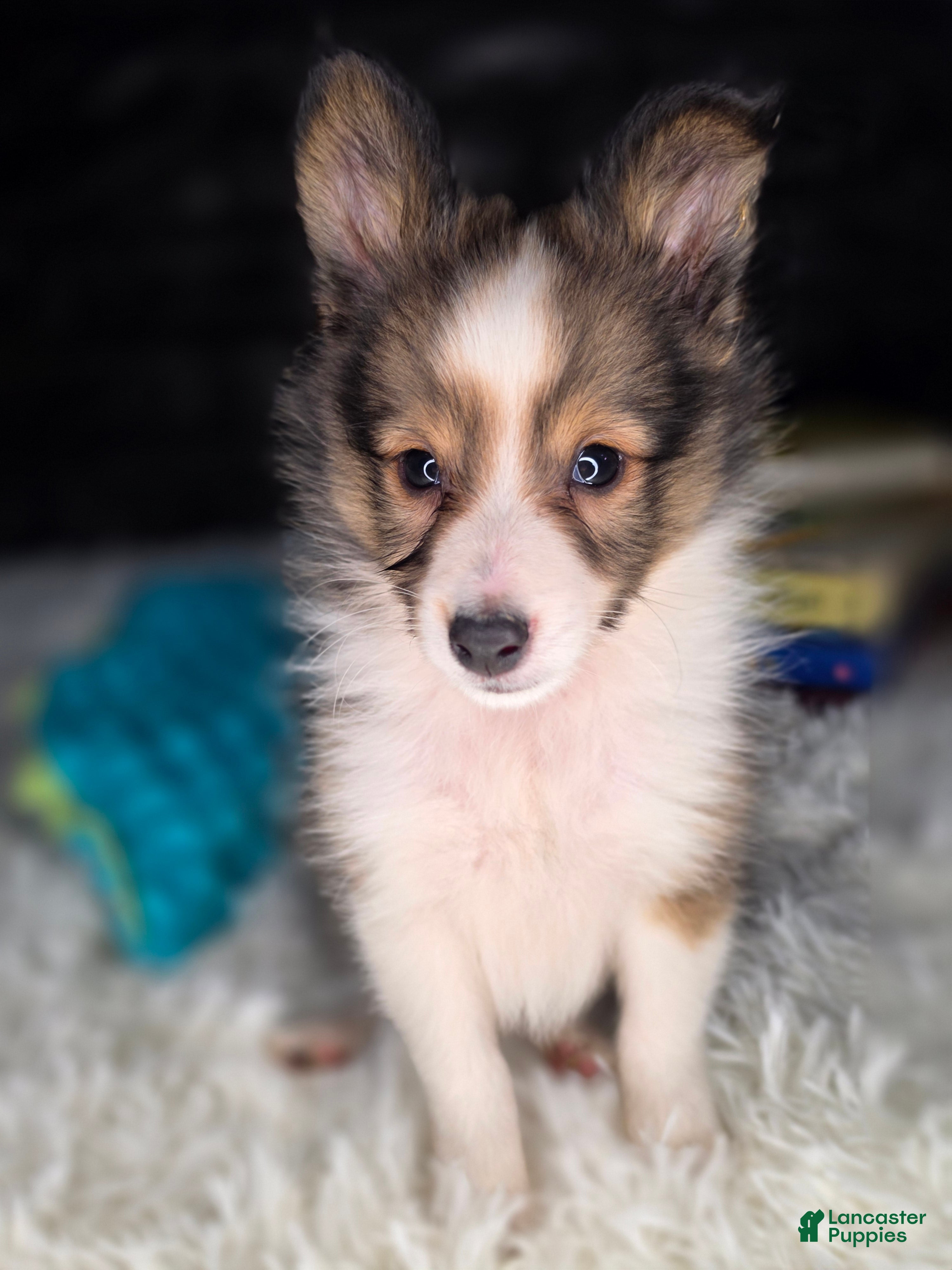 Shetland Sheepdog dogs Keene  - Ad 18
