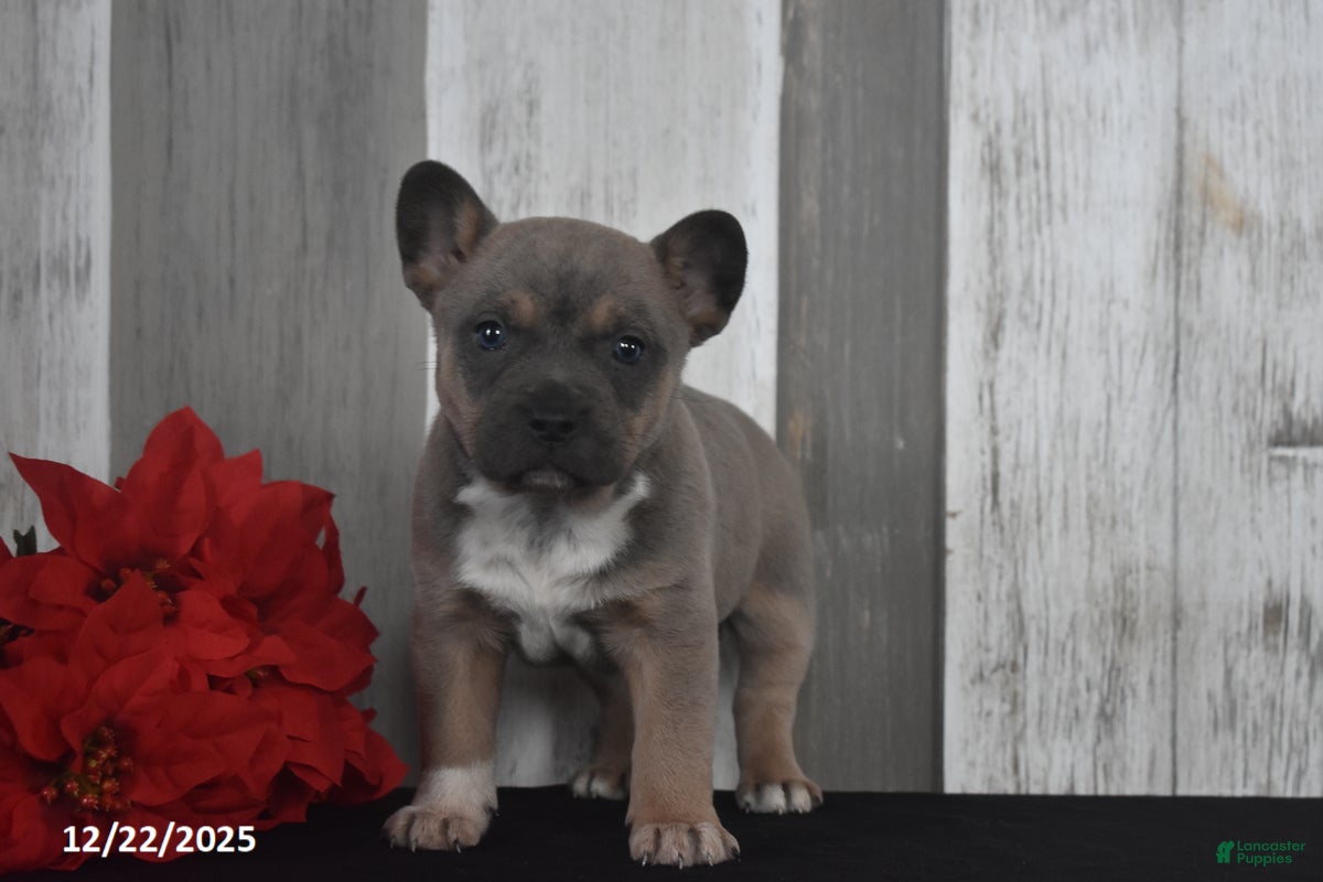 Mixed Breed dogs Irene - Ad 4