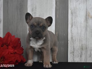 Mixed Breed dogs Irene - Ad 24