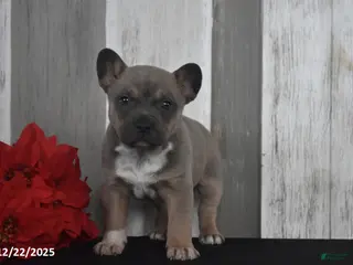 Mixed Breed dogs Irene - Ad 3