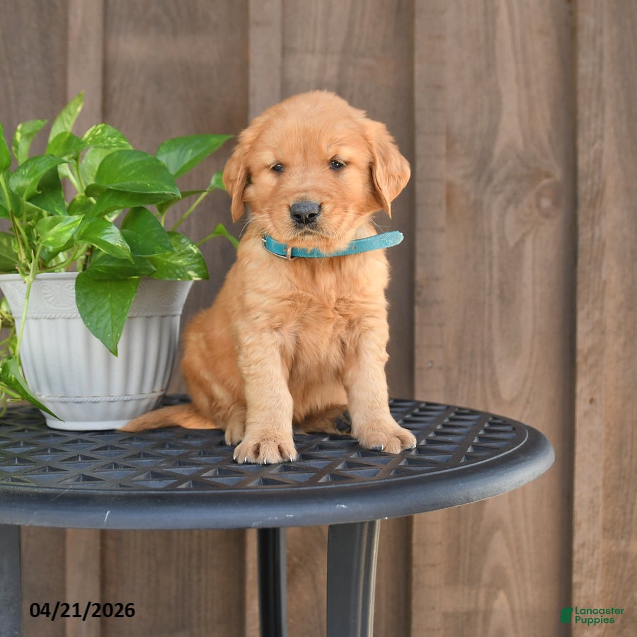 Golden Retriever dogs for sale: Rusty - Ad 1