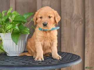 Golden Retriever dogs for sale: Rusty - Ad 1