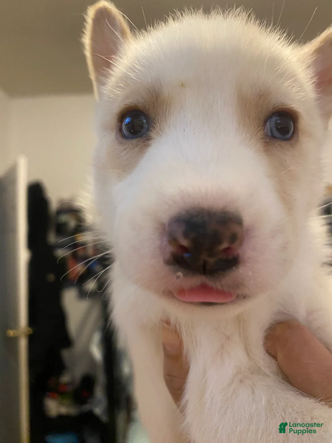 Siberian Husky dogs for sale: Caramel  - Ad 5