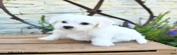 Mixed Breed dogs for sale: Erik - Ad 4