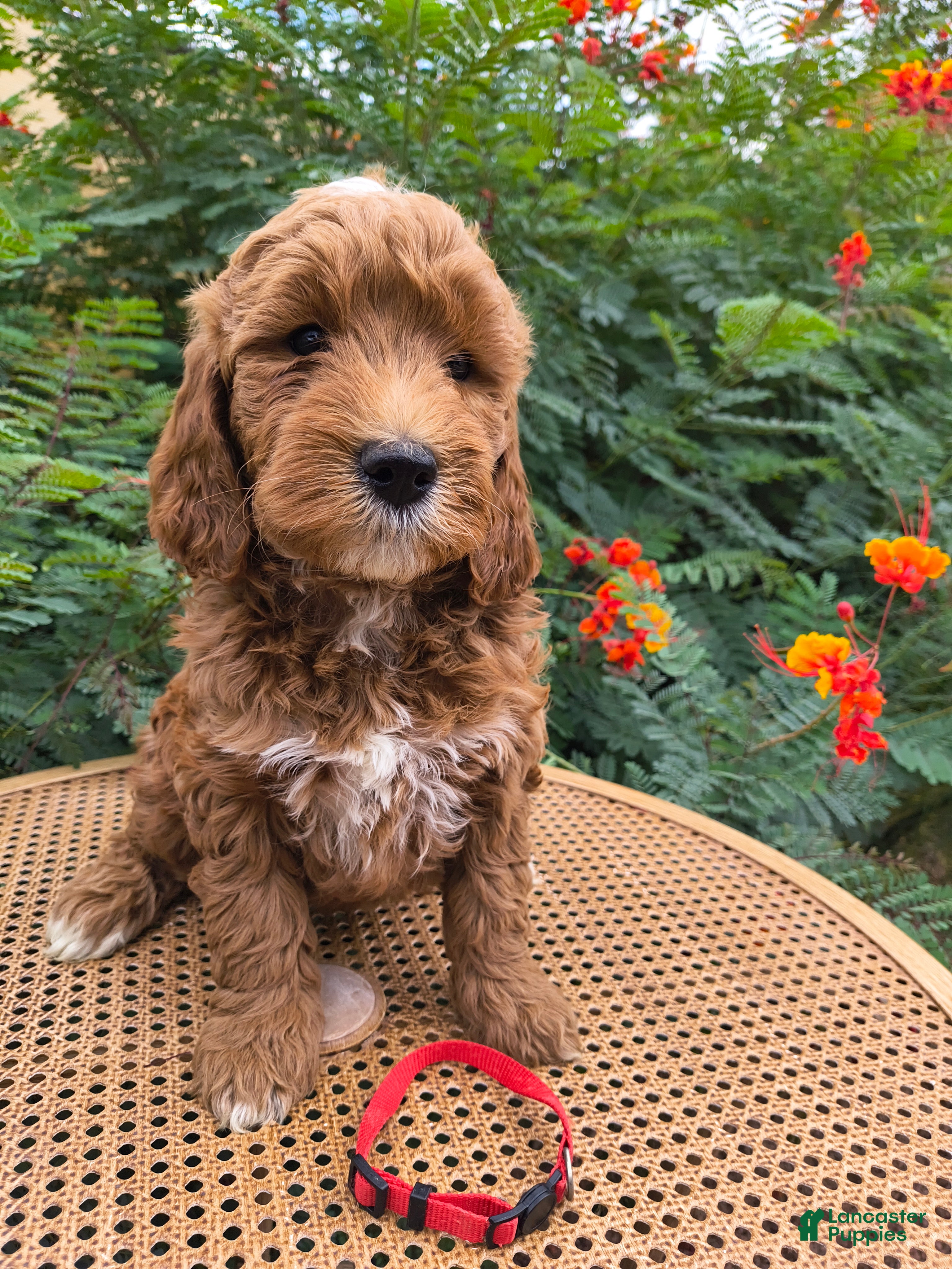 Mini Goldendoodle dogs Red Collar - Ad 1
