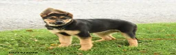 German Shepherd dogs for sale: Maverick - Ad 2