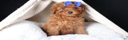 Miniature Poodle dogs for sale: BAILEY - Ad 7