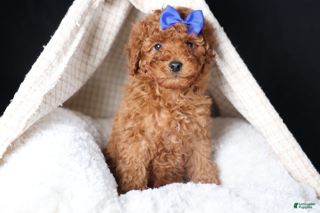 Miniature Poodle dogs for sale: BAILEY - Ad 7