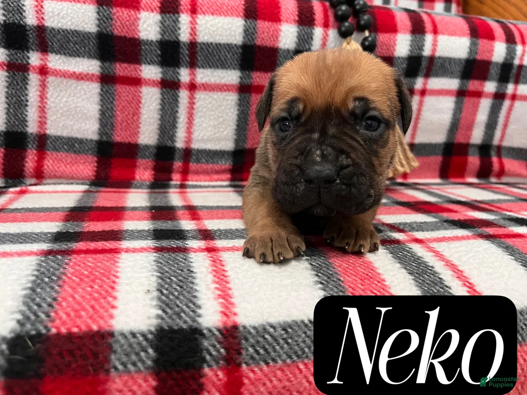 Cane Corso dogs for sale: Nikki - Ad 51