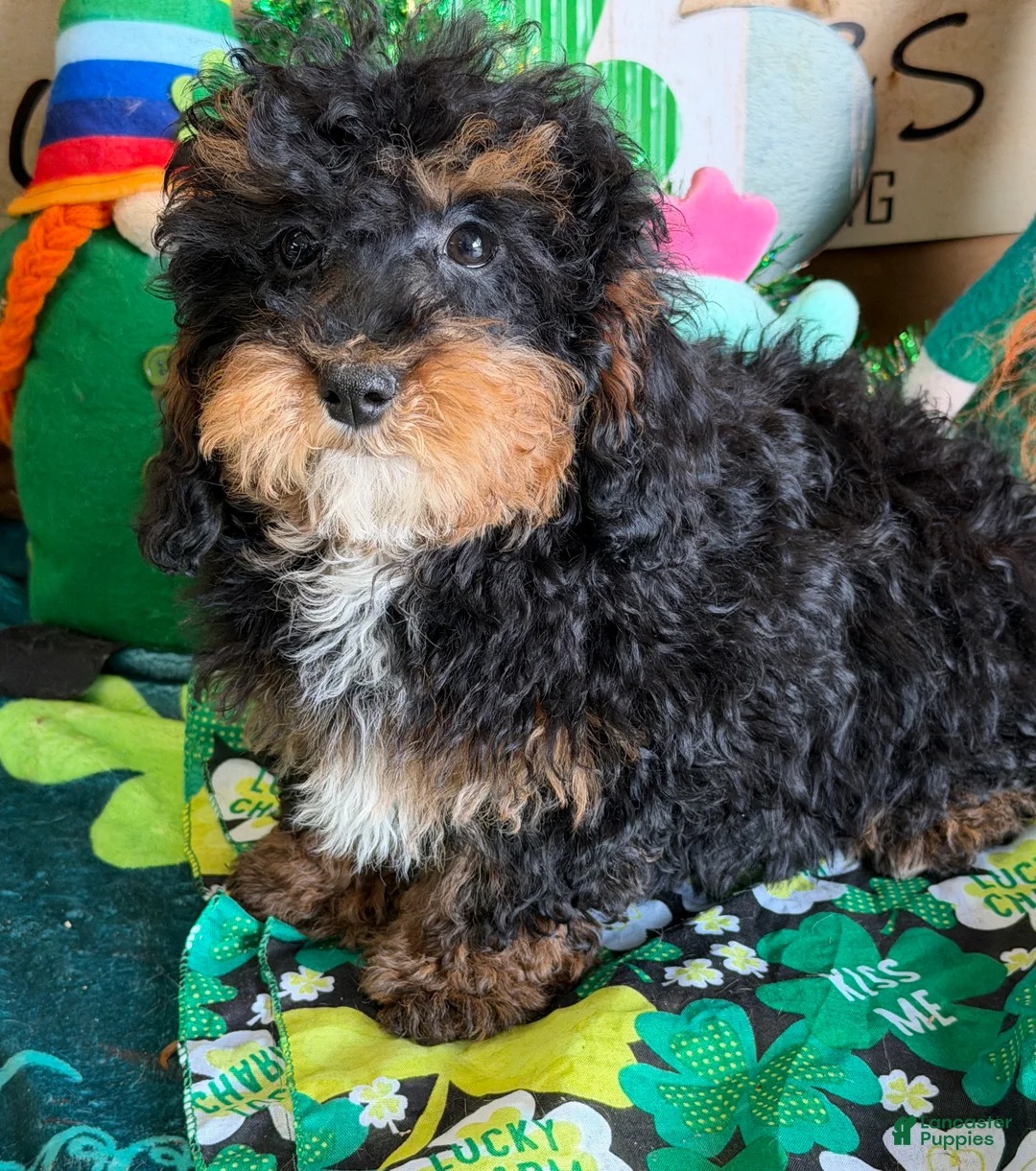 Cockapoo dogs for sale: Tessa - Ad 4