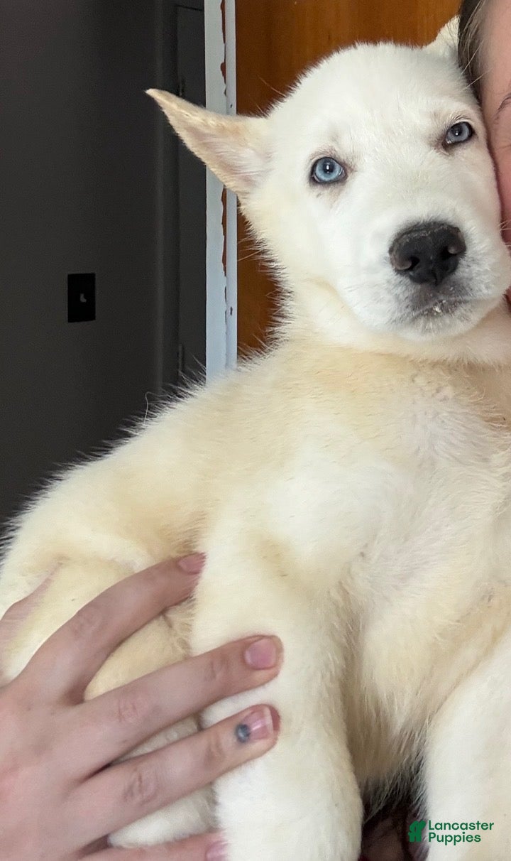 Mixed Breed dogs Purple Puppy - Ad 3