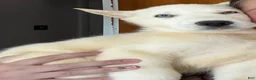 Mixed Breed dogs for sale: Purple Puppy - Ad 1