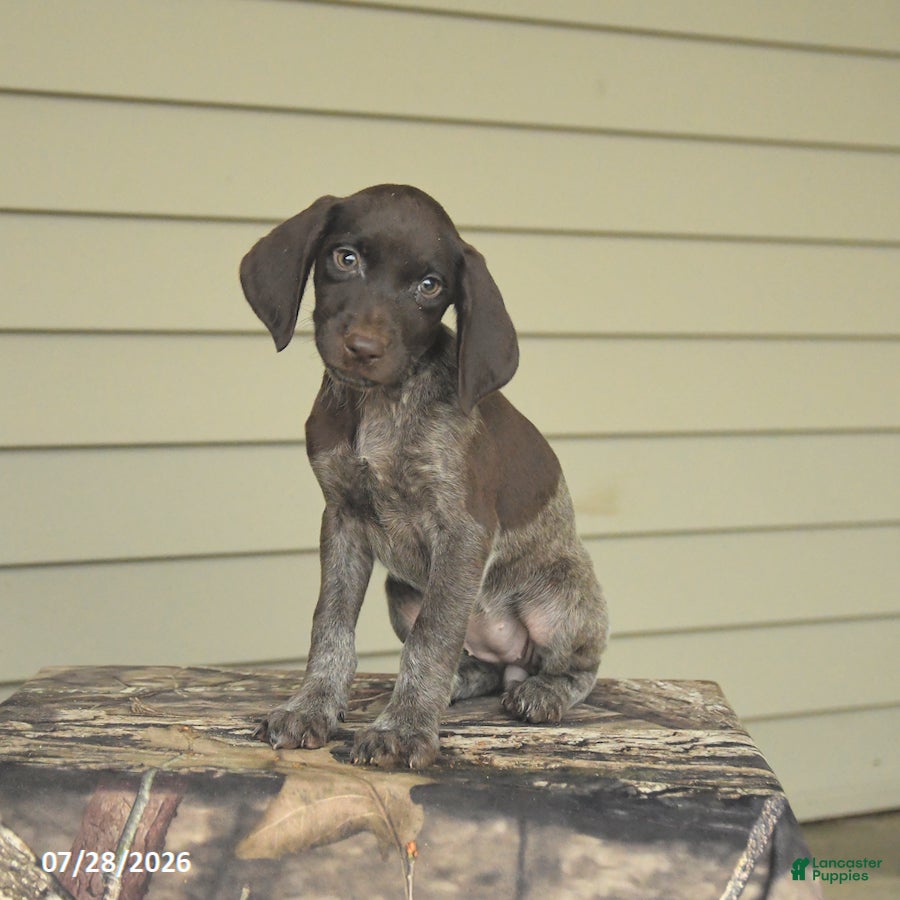 German Shorthaired Pointer dogs Daisy - Ad 2