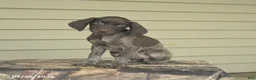 German Shorthaired Pointer dogs for sale: Daisy - Ad 2