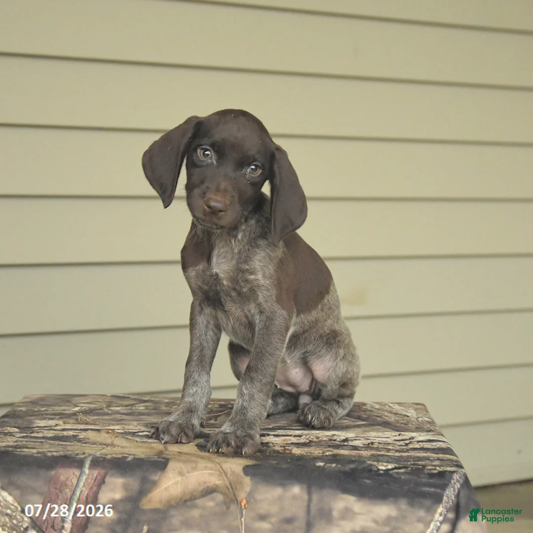 German Shorthaired Pointer dogs for sale: Daisy - Ad 2