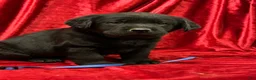 Labrador Retriever dogs for sale: Black Boy - Ad 6