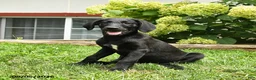 Labradoodle dogs for sale: Dasher - Ad 3