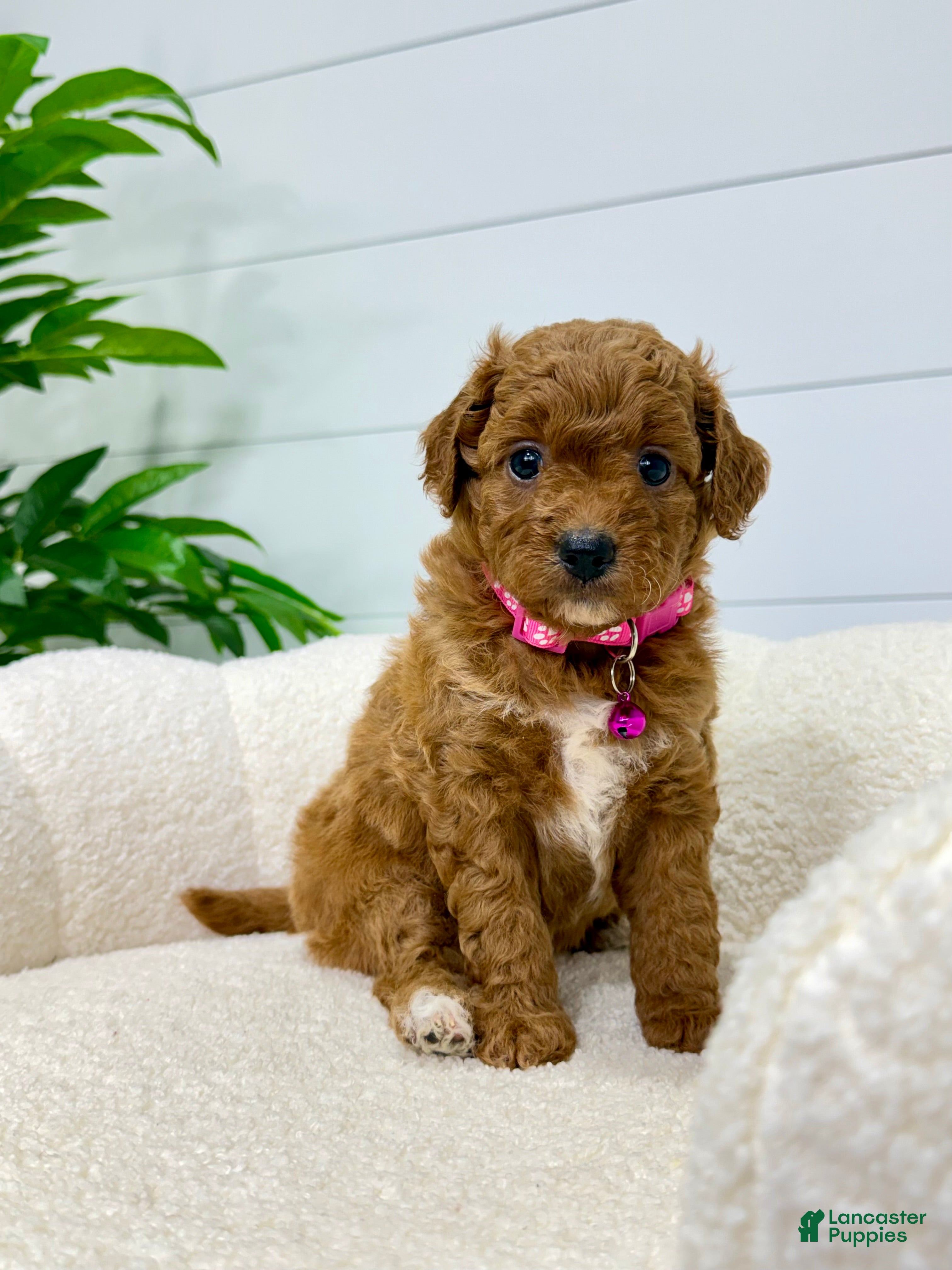 Mini Goldendoodle dogs Rosie   💖🐶 - Ad 1