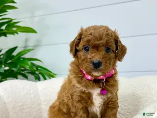 Mini Goldendoodle dogs Rosie 💖🐶 - Ad 1