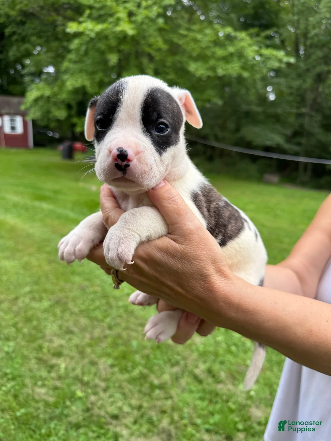 American Bulldog dogs for sale: Female 3 - Ad 2