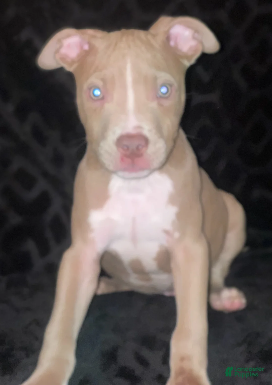 American Staffordshire Terrier dogs for sale: American Staffordshire Terriers - Ad 3